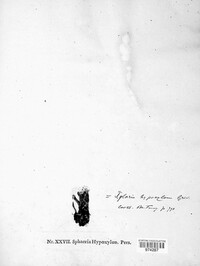 Xylaria hypoxylon image